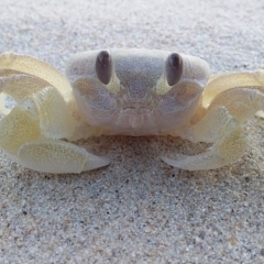 Ocypode cordimana (Smooth-Handed Ghost Crab) at Murramarang Aboriginal Area - 8 Aug 2019 by GLemann