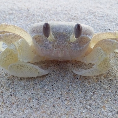 Ocypode cordimana (Smooth-Handed Ghost Crab) at Murramarang Aboriginal Area - 8 Aug 2019 by GLemann
