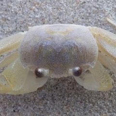 Ocypode cordimana at Bawley Point, NSW - 8 Aug 2019