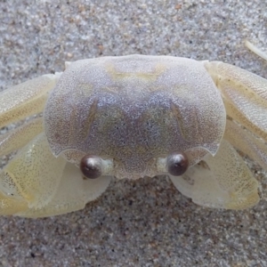 Ocypode cordimana at Bawley Point, NSW - 8 Aug 2019