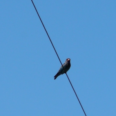 Eurystomus orientalis (Dollarbird) at Wingecarribee Local Government Area - 14 Mar 2009 by NigeHartley