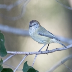 Acanthiza lineata (Striated Thornbill) at Penrose - 12 May 2019 by NigeHartley