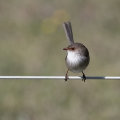 Malurus cyaneus (Superb Fairywren) at Penrose, NSW - 12 May 2019 by NigeHartley