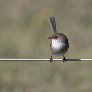 Malurus cyaneus at Penrose - 12 May 2019 12:49 PM