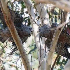 Callocephalon fimbriatum (Gang-gang Cockatoo) at Penrose, NSW - 19 May 2019 by NigeHartley