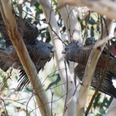 Callocephalon fimbriatum (Gang-gang Cockatoo) at Penrose - 19 May 2019 by NigeHartley