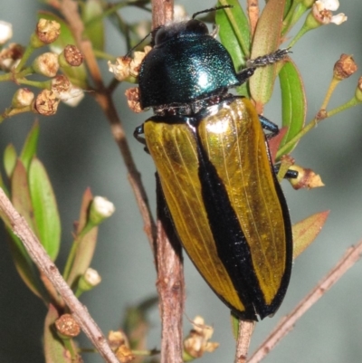 Temognatha suturalis (Boldly sutured jewel beetle) at Kalaru, NSW - 23 Jan 2013 by DavidL.Jones