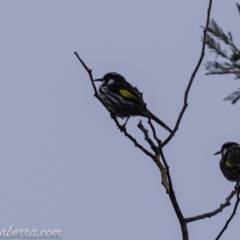 Phylidonyris novaehollandiae (New Holland Honeyeater) at Stromlo, ACT - 4 Aug 2019 by JonSteinbeck