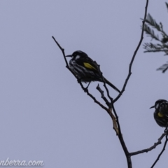 Phylidonyris novaehollandiae (New Holland Honeyeater) at Stromlo, ACT - 4 Aug 2019 by BIrdsinCanberra