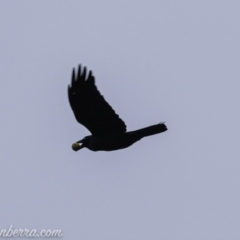 Corvus coronoides (Australian Raven) at Stromlo, ACT - 4 Aug 2019 by JonSteinbeck