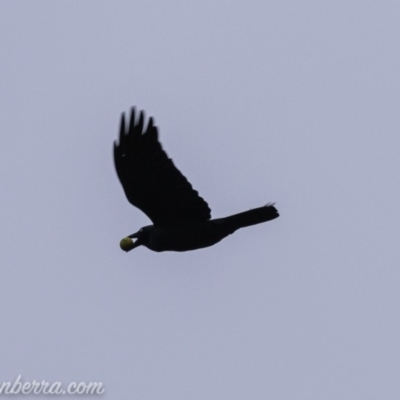 Corvus coronoides (Australian Raven) at Cotter Reserve - 3 Aug 2019 by BIrdsinCanberra