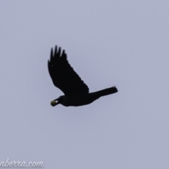 Corvus coronoides (Australian Raven) at Stromlo, ACT - 3 Aug 2019 by BIrdsinCanberra