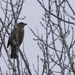 Ptilonorhynchus violaceus (Satin Bowerbird) at Stromlo, ACT - 4 Aug 2019 by JonSteinbeck