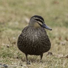 Anas superciliosa (Pacific Black Duck) at Cotter Reserve - 3 Aug 2019 by BIrdsinCanberra