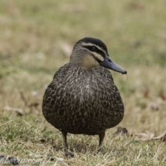 Anas superciliosa (Pacific Black Duck) at Stromlo, ACT - 4 Aug 2019 by JonSteinbeck