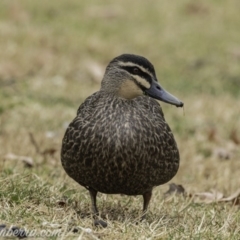 Anas superciliosa (Pacific Black Duck) at Stromlo, ACT - 3 Aug 2019 by BIrdsinCanberra