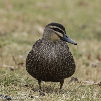 Anas superciliosa (Pacific Black Duck) at Cotter Reserve - 3 Aug 2019 by BIrdsinCanberra