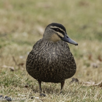 Anas superciliosa (Pacific Black Duck) at Stromlo, ACT - 4 Aug 2019 by JonSteinbeck