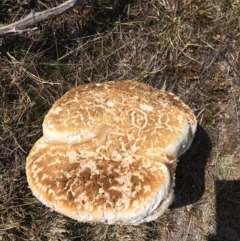 Laetiporus portentosus (White Punk) at Rendezvous Creek, ACT - 4 Aug 2019 by BlackbirdandtheHun