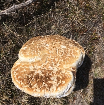 Laetiporus portentosus (White Punk) at Namadgi National Park - 4 Aug 2019 by BlackbirdandtheHun