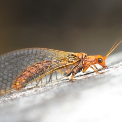 Dictyochrysa fulva (Green Lacewing) at Black Mountain - 8 Aug 2019 by Harrisi