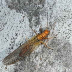 Dictyochrysa fulva at Hackett, ACT - 8 Aug 2019