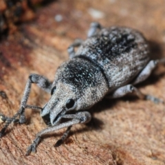 Polyphrades paganus (A weevil) at Black Mountain - 8 Aug 2019 by Harrisi