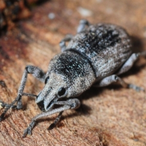 Polyphrades paganus at Hackett, ACT - 8 Aug 2019