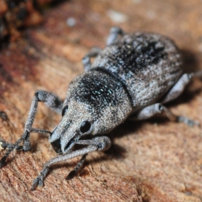 Polyphrades paganus (A weevil) at Hackett, ACT - 8 Aug 2019 by Harrisi