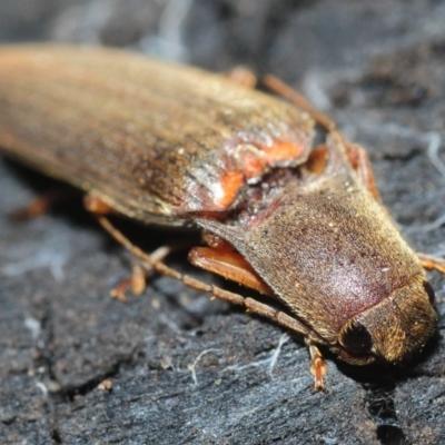 Monocrepidus sp. (genus) (Click beetle) at Point 5204 - 8 Aug 2019 by Harrisi