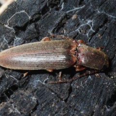 Monocrepidus sp. (genus) at Hackett, ACT - 8 Aug 2019