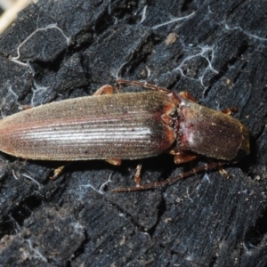 Monocrepidus (genus) at Hackett, ACT - 8 Aug 2019 04:07 PM