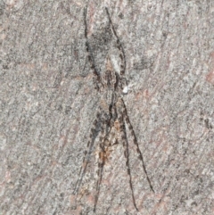 Tamopsis fickerti (Two-tailed spider) at Black Mountain - 7 Aug 2019 by Harrisi