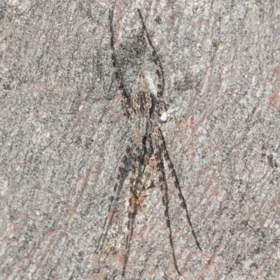 Tamopsis fickerti (Two-tailed spider) at Black Mountain - 7 Aug 2019 by Harrisi