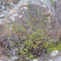 Cheilanthes sieberi (Rock Fern) at Paddys River, ACT - 1 Jul 2014 by michaelb