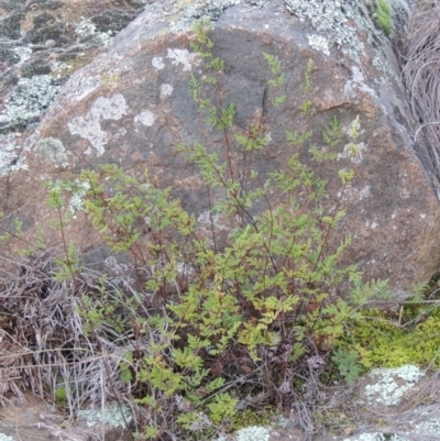 Cheilanthes sieberi (Rock Fern) at Pine Island to Point Hut - 1 Jul 2014 by MichaelBedingfield