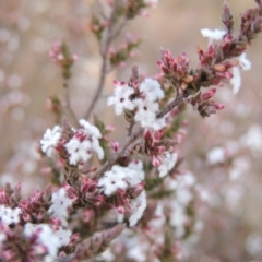 Leucopogon attenuatus (Small-leaved Beard Heath) at Pine Island to Point Hut - 29 Jul 2019 by michaelb