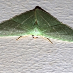 Urolitha bipunctifera (An Emerald moth) at Lilli Pilli, NSW - 8 Aug 2019 by jb2602