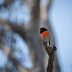 Petroica boodang (Scarlet Robin) at Murrumbateman, NSW - 7 Aug 2019 by SallyandPeter