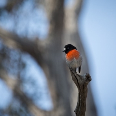 Petroica boodang (Scarlet Robin) at Murrumbateman, NSW - 7 Aug 2019 by SallyandPeter