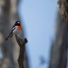 Petroica boodang at Murrumbateman, NSW - 7 Aug 2019 11:14 AM