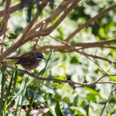 Sericornis frontalis (White-browed Scrubwren) at Murrumbateman, NSW - 7 Aug 2019 by SallyandPeter