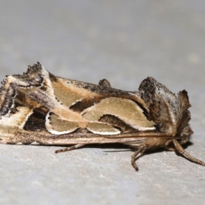 Cosmodes elegans (Green Blotched Moth) at Lilli Pilli, NSW - 8 Aug 2019 by jb2602