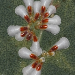 Pulvinaria sp. (genus) at Acton, ACT - 8 Aug 2019