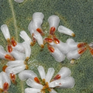Pulvinaria sp. (genus) at Acton, ACT - 8 Aug 2019