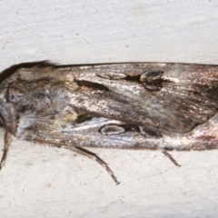 Agrotis munda (Brown Cutworm) at Lilli Pilli, NSW - 8 Aug 2019 by jb2602