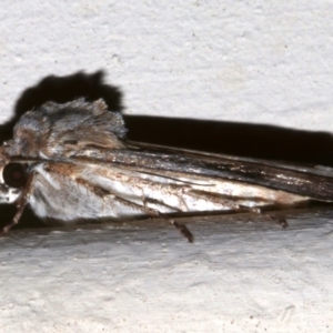 Agrotis munda at Lilli Pilli, NSW - 8 Aug 2019 11:17 PM