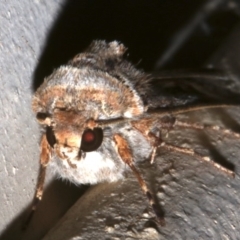 Agrotis munda at Lilli Pilli, NSW - 8 Aug 2019 11:17 PM