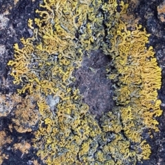 Dufourea sp. (genus) (Lichen) at Bawley Point, NSW - 9 Aug 2019 by GLemann