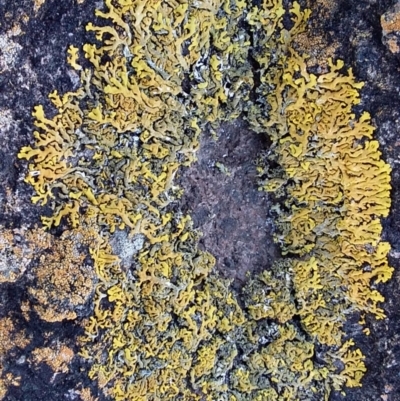 Dufourea sp. at Murramarang Aboriginal Area - 9 Aug 2019 by GLemann